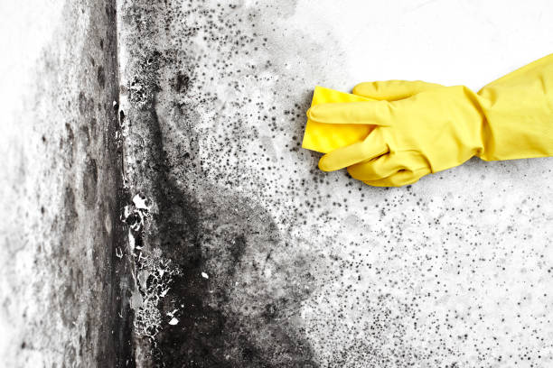 Attic Mold Removal in Murfreesboro, AR