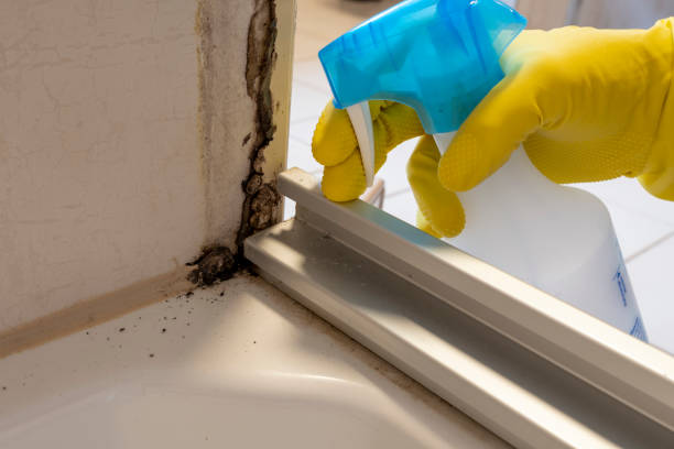 Mold Removal Process in Murfreesboro, AR